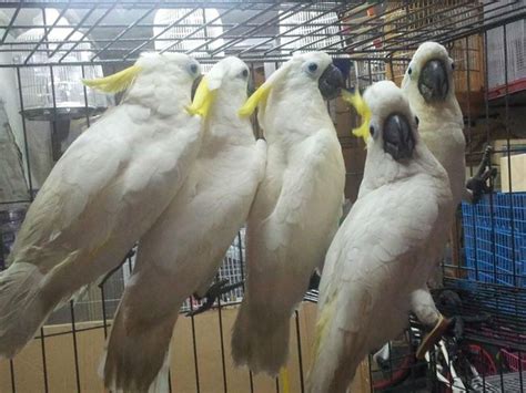 Pets Pakistan - Parrots, cockatoos,Exotic birds and exotic animals for sale