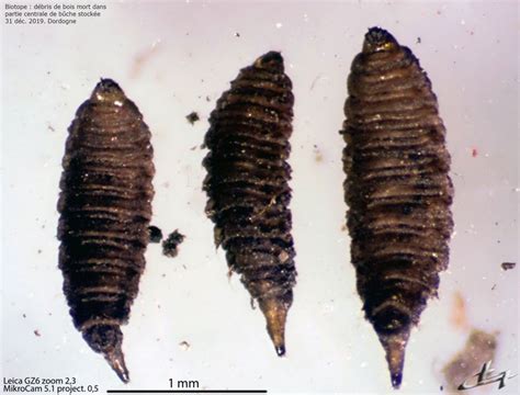 Diptera.info - Discussion Forum: Stratiomyidae or psychodidae larvae