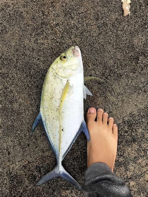 Holoholo: Omilu on raw chicken breast! - Hawaii Nearshore Fishing