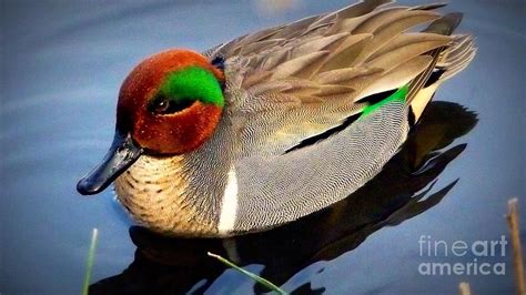 Green Winged Teal Duck Photograph by Susan Garren