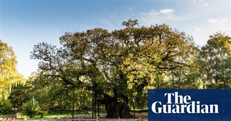 European Tree of the Year competition – in pictures | Environment | The ...