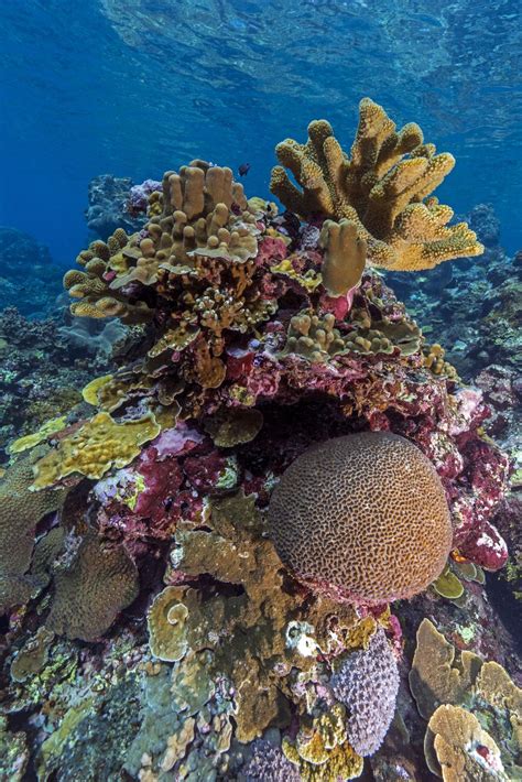 Coral reefs of Papua New Guinea | Smithsonian Photo Contest ...