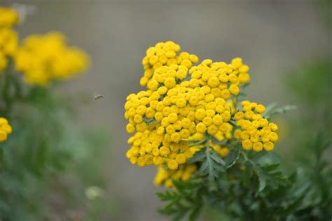 Who Doesn't Love Yellow Perennials? Here Are 20 That Will Keep Coming Back | Horticulture Magazine