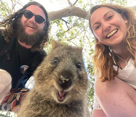 Meet Quokka: The Cutest Animal To Take Selfies With