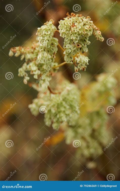 Polygonum cuspidatum stock image. Image of growing, colonizer - 79286569