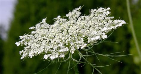 Wild carrot Flowers-cs