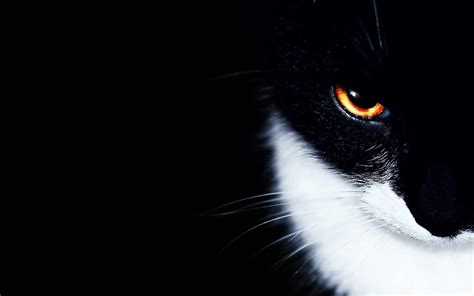 Black And White Cat Wallpapers - Wallpaper Cave