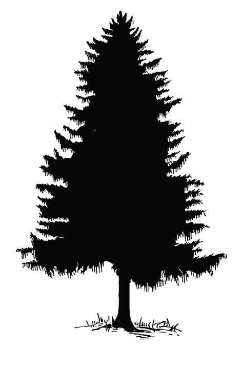 Fir Tree Silhouette Vector at Vectorified.com | Collection of Fir Tree ...