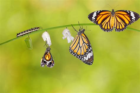 Watch this mesmerizing video of how a caterpillar becomes a butterfly