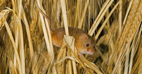 Holkham National Nature Reserve: Glimpses of 'Golden' Mice