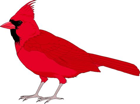 Red Cardinal Outline - ClipArt Best