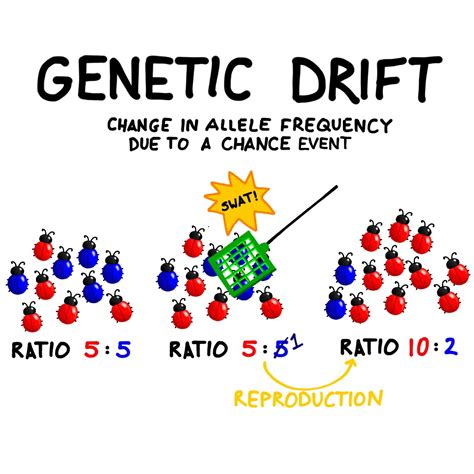 Genetic drift; the change in allele frequency within a gene pool due to ...