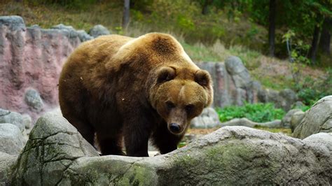 Video of Kamchatka brown bear 32500606 Stock Video at Vecteezy