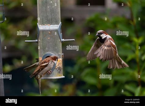 House Sparrows Feeding in Garden. Captured in Sutton, London on 06 07 2022 by Tian Williams ...