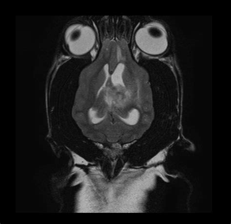 T2 Weighted Image of a Dog Brain with Tumour visable, within the deep ...