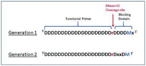 IDT Blocked cleavable primers. Design comparison of IDT's Generation 1... | Download Scientific ...