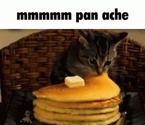 Pancake Cat GIF - Pancake Cat Eating - Discover & Share GIFs