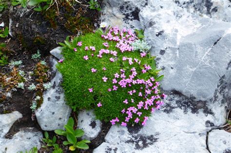 Moss Campion - Friends of Kananaskis Country