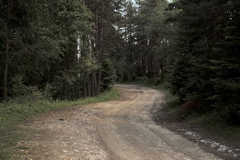 Brown Dirt Road Between Green Trees · Free Stock Photo