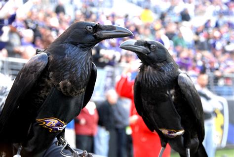 Raven mascot of the Baltimore Ravens Football Team DSC_874… | Flickr