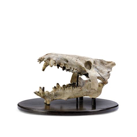 A FOSSIL ENTELODONT OR SKULL , SOUTH DAKOTA | Christie's