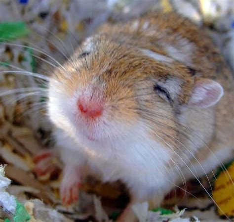 Smiley faced Gerbil... :3 How adorable.. : gerbil | Gerbil, Cute ...