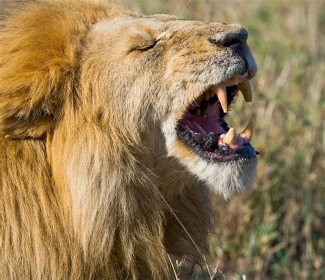 Close-up of Lion yawning, Serengeti National Park, Serengeti, Ta ...