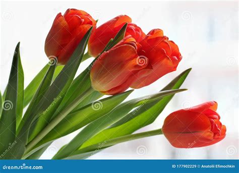 A bouquet of red tulips. stock image. Image of backgroundn - 177902229