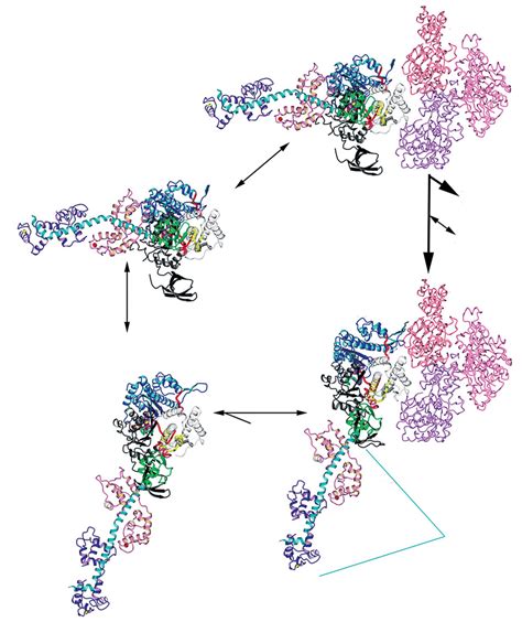 High-resolution structures of myosin placed within the actin-activated ...