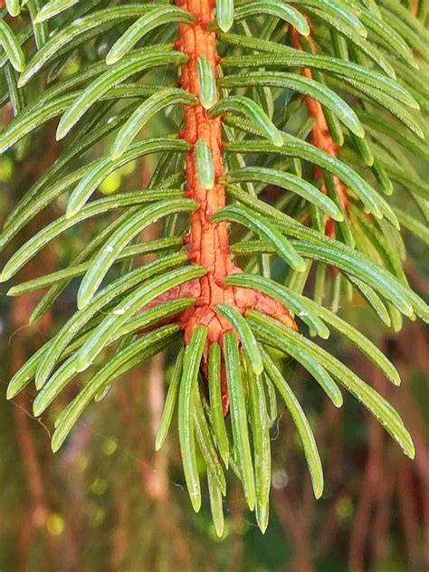 Picea abies, leaf by Gianni Del Bufalo CC BY 4.0 | Plants, Picea abies ...