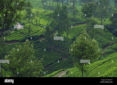 Ceylon tea plantations Stock Photo - Alamy