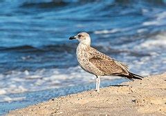 Category:Trzęsacz beach - Wikimedia Commons