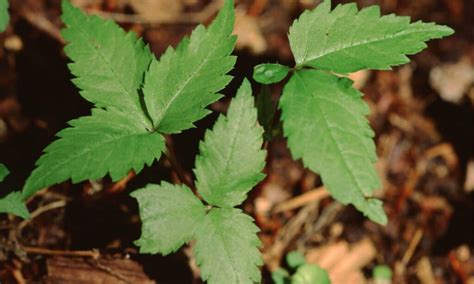 American Ginseng vs Korean Ginseng: 5 Key Differences - A-Z Animals