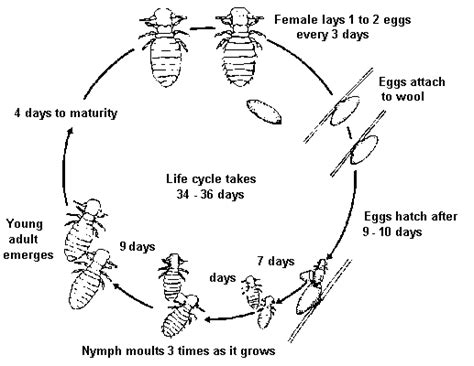 Life cycle of sheep lice. Source: Peter James | Download Scientific Diagram