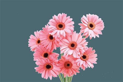 Transvaal daisy Flower Pink Rose, pink daisy flower HD wallpaper | Pxfuel