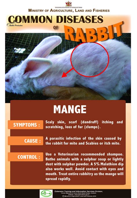 6-Common-diseases-of-rabbits – MANGE | Ministry of Agriculture, Land and Fisheries