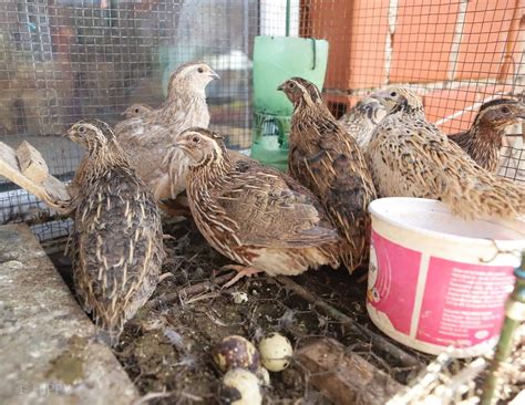 What Do Quail Eat? Are They Picky?