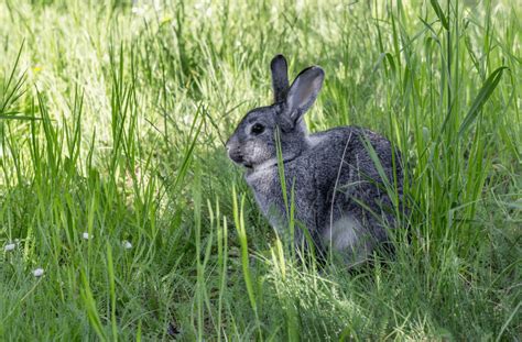 The Chinchilla Rabbit - Breed Guide & Top Facts