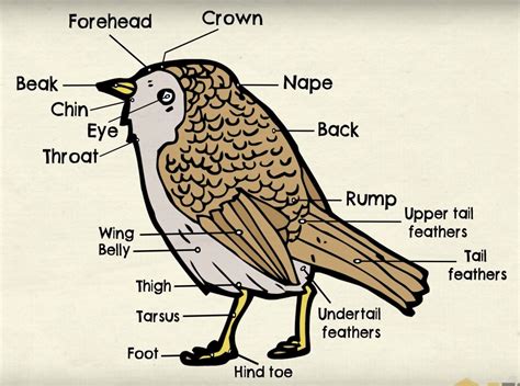 Bird Internal Anatomy Diagram