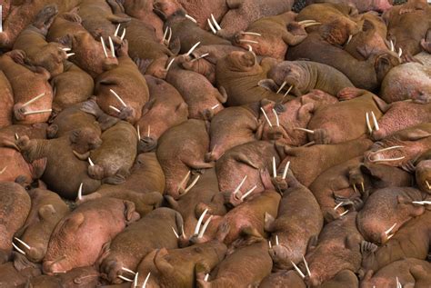 Round Island walrus-watching cut as Alaska looks for savings – Eye on the Arctic