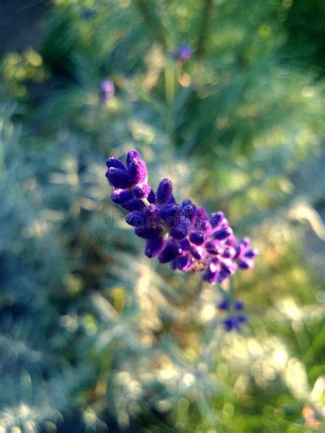 Lavender stock image. Image of grass, excellent, lavender - 51321529
