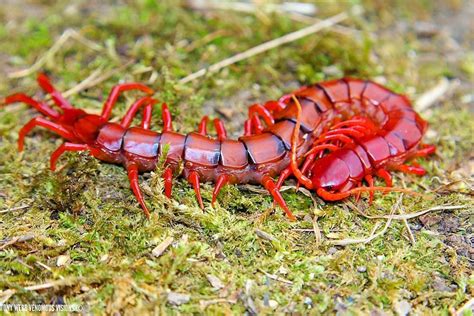 Species - Scolopendra dehaani sp Malaysia cherry red centipede Country of Origin - Malaysia ...