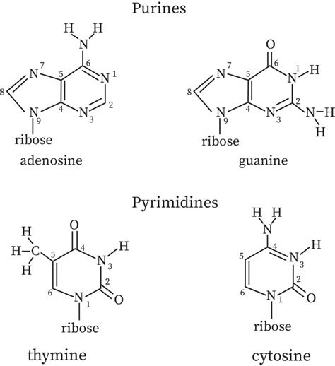 Structure of Cytosine | bartleby