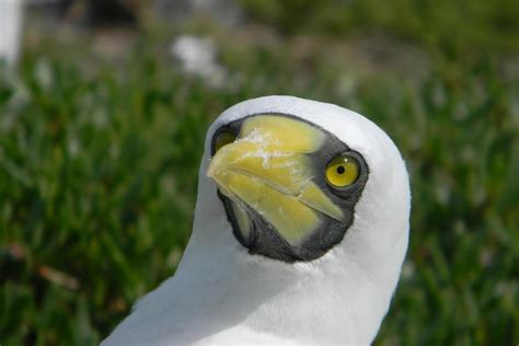 17 Wild Animals in Tonga [Wildlife in Tonga] - Kevmrc