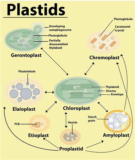 Plant Cell Diagram Plastids Plant Cell Diagram Tims Printables | Porn Sex Picture