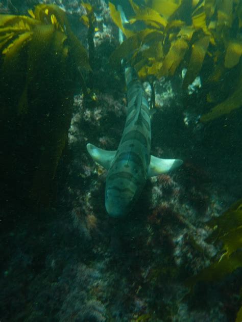 Leopard Sharks, Bat Rays and Me | Laguna Bluebelt - Working Together ...