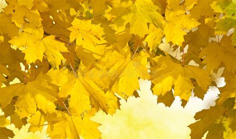 Golden autumn leaves stock image. Image of vivid, outside - 17017745