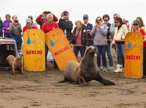 Hundreds of seals and sea lions are treated each year at the Marine ...