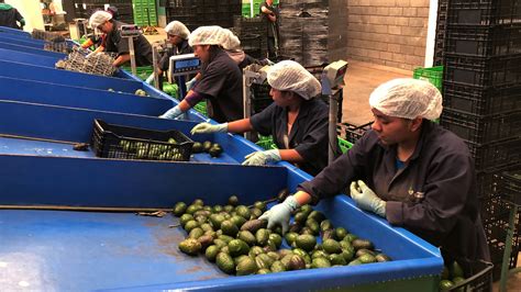 Blood Avocados No More: Mexican Farm Town Says It's Kicked Out Cartels ...