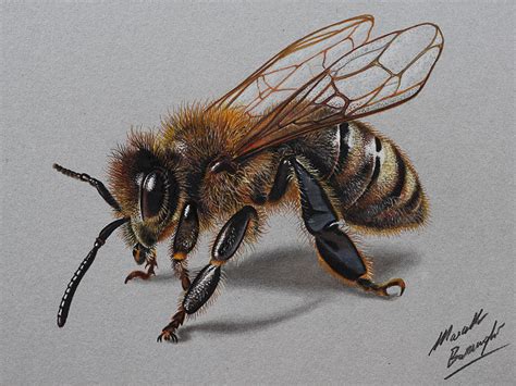 Bee DRAWING by Marcello Barenghi by marcellobarenghi on DeviantArt